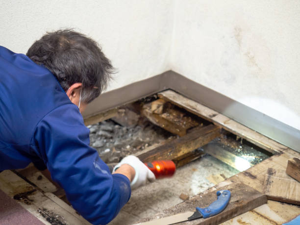 Best Commercial Mold Removal  in Rosedale, CA