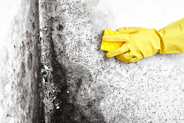 Best Commercial Mold Removal  in Rosedale, CA
