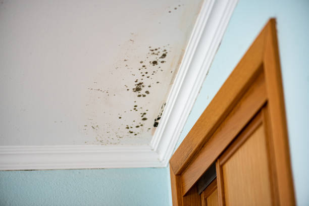 Best Mold Damage Repair  in Rosedale, CA
