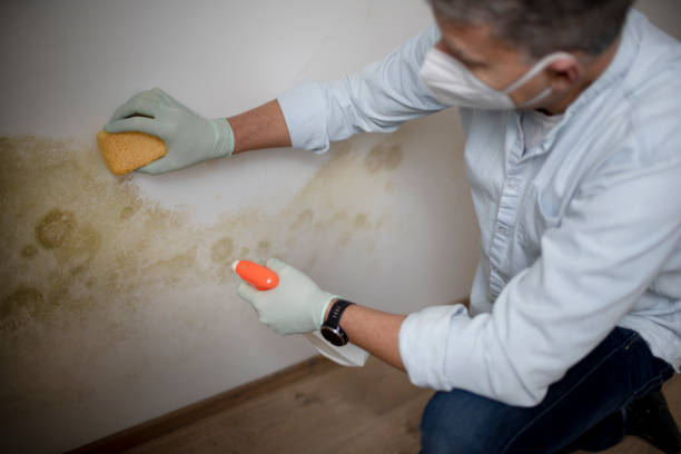 Best Home Mold Removal  in Rosedale, CA