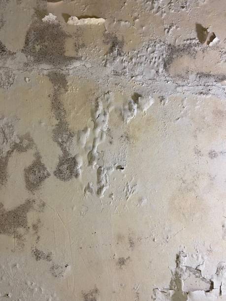 Best Local Mold Removal Service  in Rosedale, CA