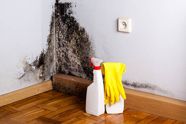 Best Mold Removal Specialists  in Rosedale, CA