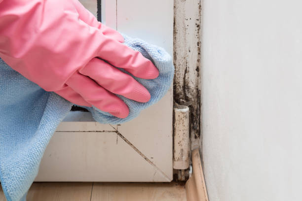 Best Residential Mold Removal  in Rosedale, CA