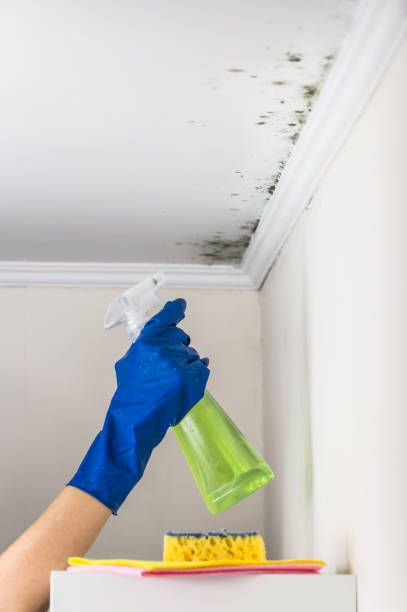 Best Emergency Mold Removal  in Rosedale, CA