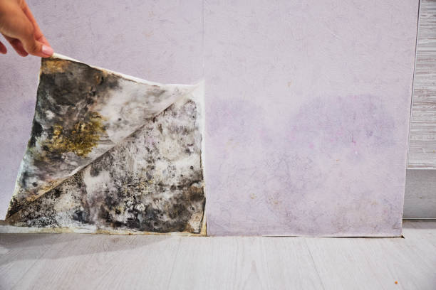  Rosedale, CA Mold Removal Pros